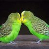 Budgies Lovers Paint By Number