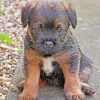 Close Up Border Terrier Puppy Paint By Numbers