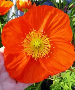 Cool Orange Poppy Paint By Numbers