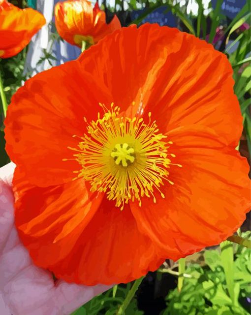 Cool Orange Poppy Paint By Numbers