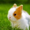 Cute Baby Rabbit Paint By Number