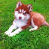 Cute Red And White Husky Paint By Numbers