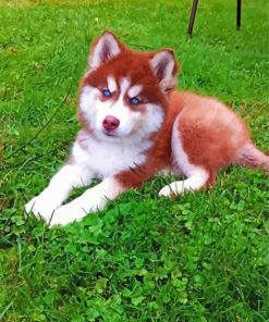 Cute Red And White Husky Paint By Numbers