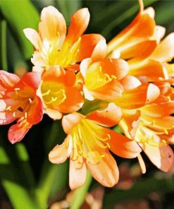 Orange Freesia Paint By Number