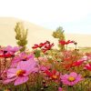 Pink Field Of Wild Flowers Paint By Numbers