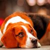Sleepy Jack Beagle Dog Paint By Number