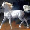 White Arabian Horse Paint By Number