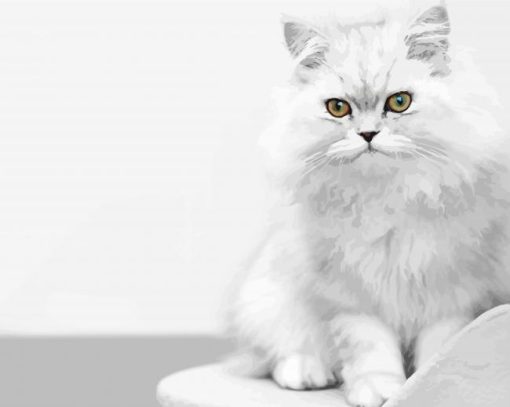 White Persian kitten Paint By Number