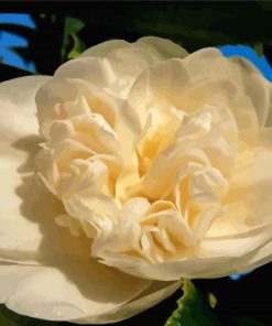 White Camellias Flowers Paint By Numbers