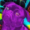 Aesthetic Psychedelic Dog Paint By Numbers
