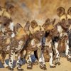African Hunting Dogs Paint By Number