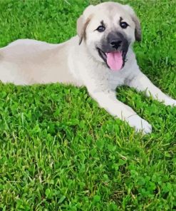 Anatolian Shepherd Puppy Paint By Number