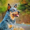 Australia Cattle Dog Paint By Numbers