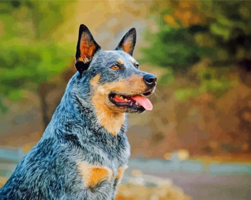 Australia Cattle Dog Paint By Numbers