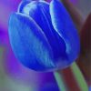 Beautiful Blue Tulip Paint By Numbers