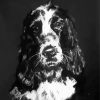 Black And White Cocker Spaniel Art Paint By Numbers