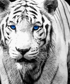 Black And White Bengal Tiger Paint By Number