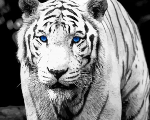 Black And White Bengal Tiger Paint By Number