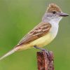 Brown Crested Flycatcher Paint By Numbers