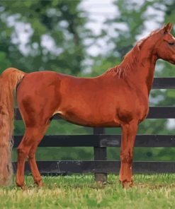 Brown Saddlebred Horse Paint By Number