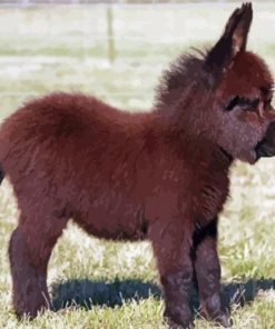 Brown Mini Donkey Paint By Number