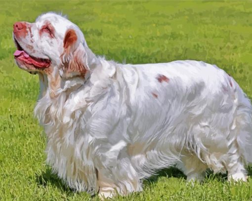 Clumber Spaniel Dog Paint By Numbers