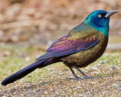 Common Grackle Bird Paint By Numbers