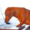 Dachshund Miniature On Laptop Paint By Number