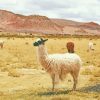 Desert Alpaca Paint By Number