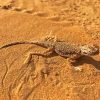 Desert Gecko Paint By Number
