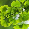 Ginkgo Green Leaves Paint By Number