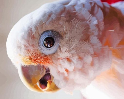 Goffins Cockatoo Head Paint By Number