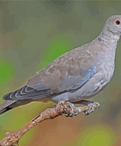 Gray Dove Paint By Number