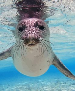 Hawaiian Monk Seal Paint By Numbers