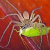 Huntsman Spider Feeding Paint By Number