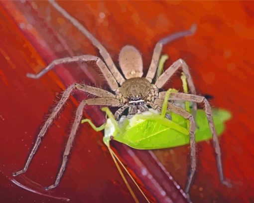 Huntsman Spider Feeding Paint By Number