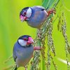 Java Sparrow Eating Paint By Numbers