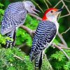 Male And Female Woodpecker Paint By Numbers