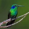 Mexican Violetear Paint By Number