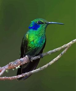 Mexican Violetear Paint By Number