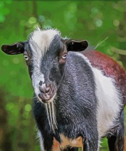 Nigerian Dwarf Goat Animal Paint By Numbers
