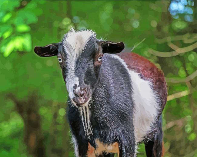 Nigerian Dwarf Goat Animal Paint By Numbers