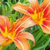 Orange Daylilies Paint By Numbers