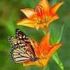 Orange Flowers And Monarch Butterfly Paint By Numbers