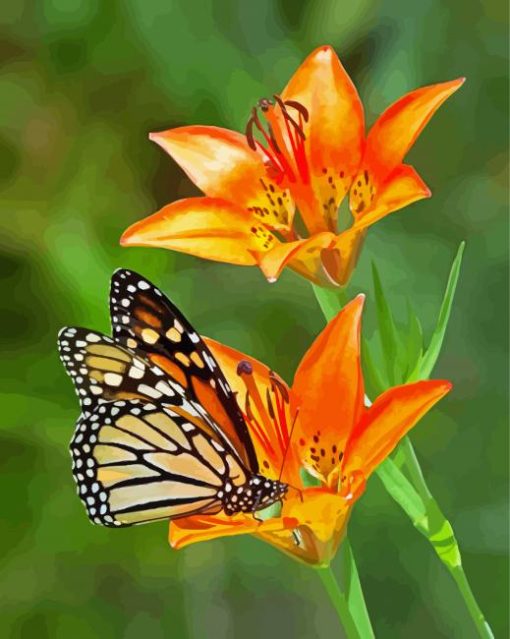 Orange Flowers And Monarch Butterfly Paint By Numbers