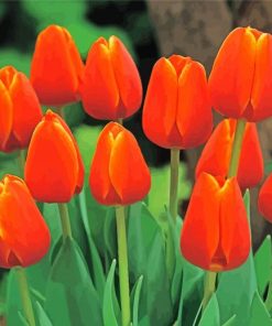 Orange Tulips Paint By Numbers