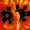 Oriental Poppies Okeeffe Paint By Numbers