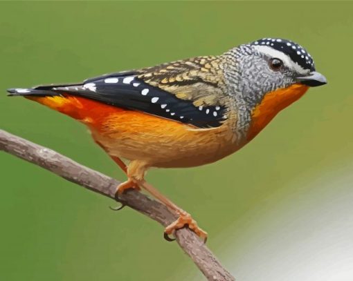 Pardalote Bird Paint By Numbers