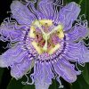 Passionflower Plant Paint By Numbers