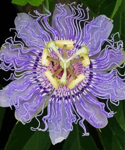 Passionflower Plant Paint By Numbers